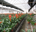 粤皖经贸洽谈后，商会再度关怀家乡投资